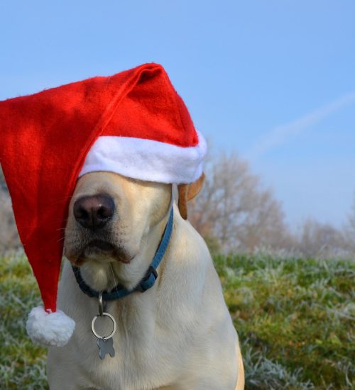 labrador retriever, santa, christmas, dog, pet, animal, santa hat, labrador, retriever, cute